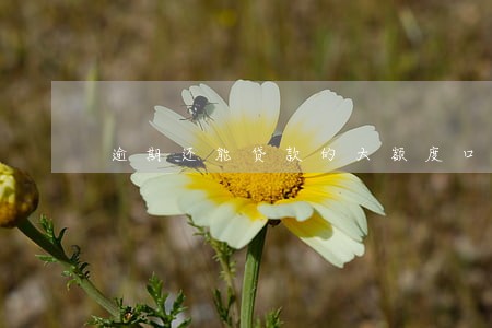 逾期还能贷款的大额度口子 逾期还能贷款的大额度口子