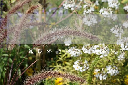 逾期还能贷款的小额贷款 逾期还能贷款的小额贷款