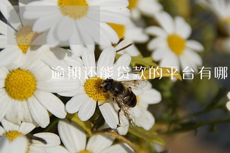 逾期还能贷款的平台有哪些