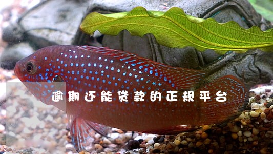 逾期还能贷款的正规平台 逾期还能贷款的正规平台