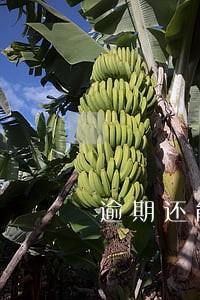 逾期还能贷款麻 逾期还能贷款麻