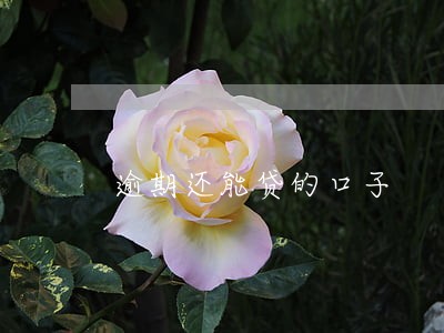 逾期还能贷的口子 逾期还能贷的口子