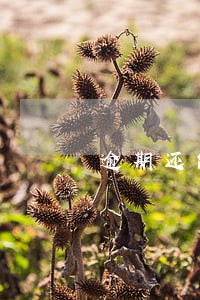 逾期还能贷的平台 逾期还能贷的平台