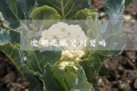 逾期还能贷网贷吗 逾期还能贷网贷吗
