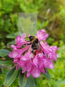 逾期还能高消费嘛 逾期还能高消费嘛