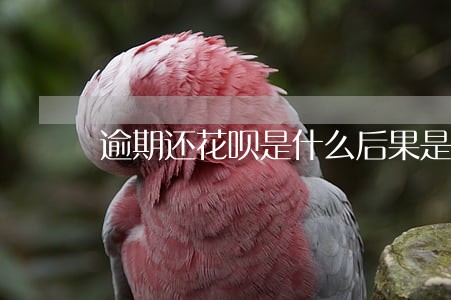 逾期还花呗是什么后果是什么 逾期还花呗是什么后果是什么