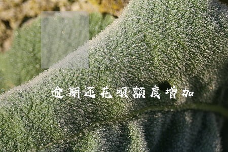 逾期还花呗额度增加 逾期还花呗额度增加