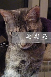 逾期还贷一次影响转公积金吗