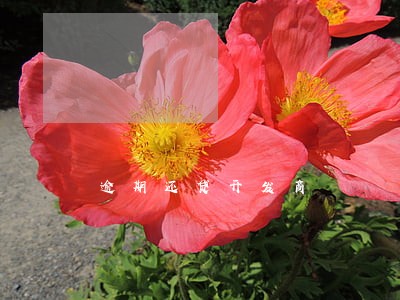逾期还贷开发商