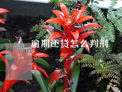 逾期还贷怎么判刑 逾期还贷怎么判刑