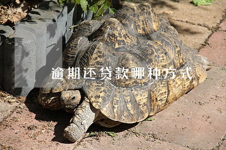 逾期还贷款哪种方式 逾期还贷款哪种方式