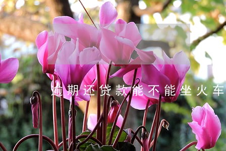 逾期还贷款能不能坐火车回家 逾期还贷款能不能坐火车回家
