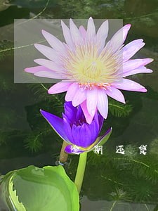 逾期还贷解除商品房合同 逾期还贷解除商品房合同
