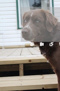 逾期还贷记录多久消除 逾期还贷记录多久消除
