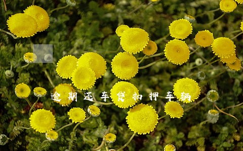 逾期还车贷扣押车辆 逾期还车贷扣押车辆