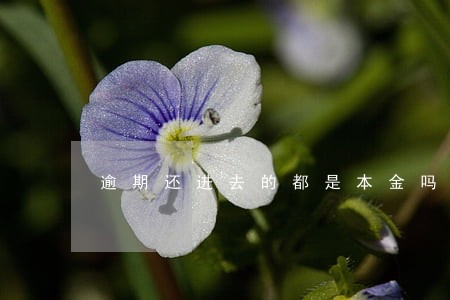 逾期还进去的都是本金吗 逾期还进去的都是本金吗