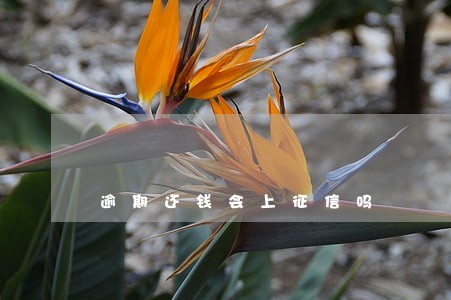 逾期还钱会上征信吗 逾期还钱会上征信吗