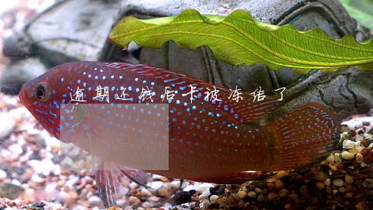 逾期还钱后卡被冻结了 逾期还钱后卡被冻结了