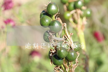 逾期还钱算老赖吗