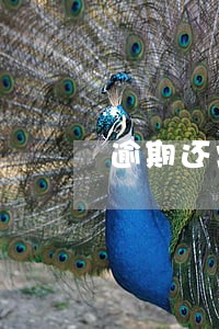 逾期还需要支付利息吗 逾期还需要支付利息吗