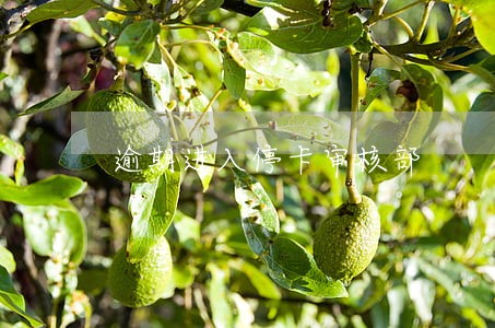 逾期进入停卡审核部 逾期进入停卡审核部