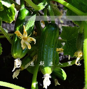 逾期进入黑名单后果