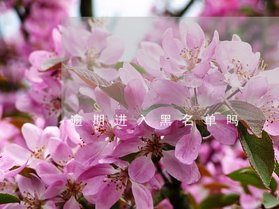 逾期进入黑名单吗