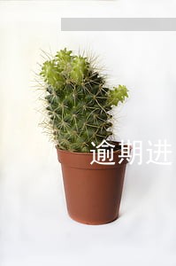 逾期进口缴款书延期申请 逾期进口缴款书延期申请