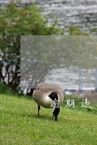 逾期违法作出 逾期违法作出