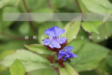 逾期违章可以绑定朋友车扣分吗 逾期违章可以绑定朋友车扣分吗