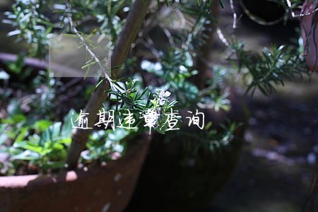逾期违章查询 逾期违章查询