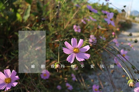 逾期违约与不安抗辩 逾期违约与不安抗辩