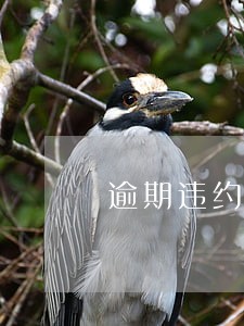 逾期违约与先履行抗辩 逾期违约与先履行抗辩