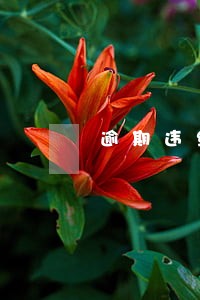 逾期违约与实际违约的区别 逾期违约与实际违约的区别