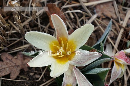 逾期违约协议怎么写 逾期违约协议怎么写