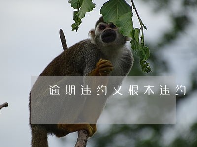 逾期违约又根本违约 逾期违约又根本违约