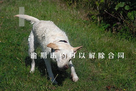 逾期违约可以解除合同 逾期违约可以解除合同