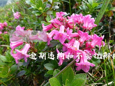 逾期违约和不安抗辩权的异同 逾期违约和不安抗辩权的异同