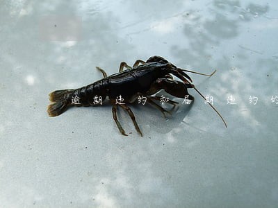 逾期违约和届期违约的区别 逾期违约和届期违约的区别