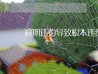 逾期违约导致根本违约