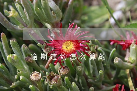 逾期违约怎么算的 逾期违约怎么算的