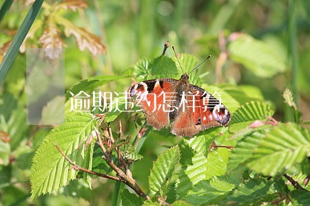 逾期违约怎样算 逾期违约怎样算