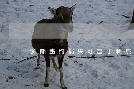 逾期违约损失可高于利息吗 逾期违约损失可高于利息吗