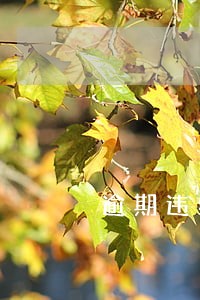 逾期违约方案 逾期违约方案