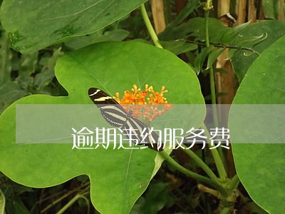 逾期违约服务费