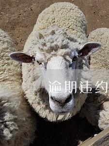 逾期违约没有约定怎么执行 逾期违约没有约定怎么执行