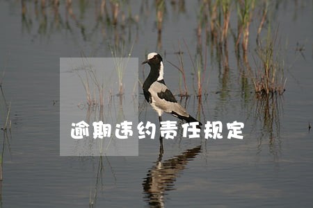 逾期违约责任规定