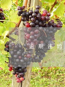 逾期违约通知怎么写 逾期违约通知怎么写