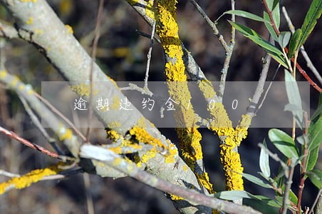 逾期违约金100 逾期违约金100