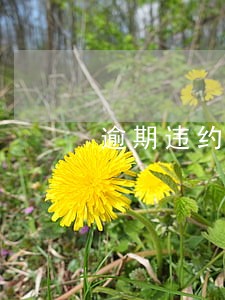 逾期违约金10元是逾期多长时间
